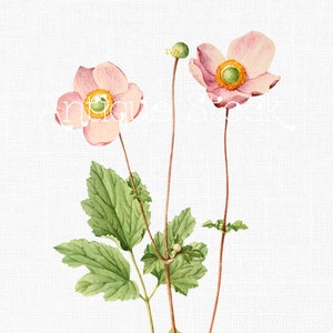 Pink Anemone Flowers Clipart &quot;Pink Windflowers&quot; Botanical Illustration Digital Download Image for Invitations, Crafts, Collages...