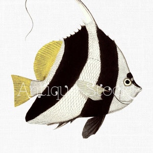 Fish Clipart &quot;Reef Bannerfish&quot; Fish Print Digital Download Image for Invitations, Crafts, Collages, Wall Art...