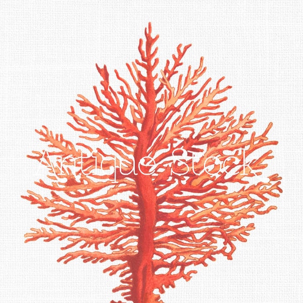 Coral Clipart "Red Gorgonia" Antique Illustration Digital Download for Collages, Wall Decor, Invitations, Craft Projects...