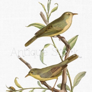 Bird Digital Download "Melodious and Icterine" Warblers Image, Download and Print, Iron on Transfer, Scrapbooking, Crafts, Invites...