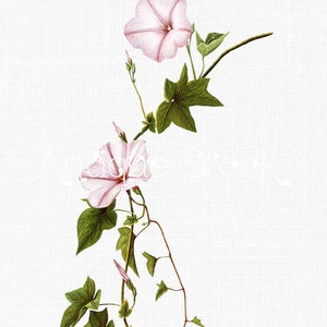 Flower Digital Download &quot;Pink Morning Glory&quot; Botanical Illustration Digital Download for Crafts, Wall Art Prints, Collages...
