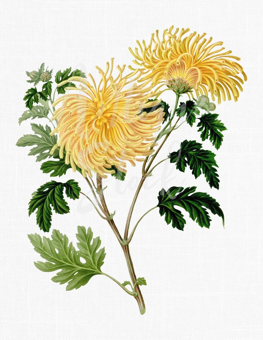 Flower Clipart yellow Chrysanthemums Printable Botanical Illustration