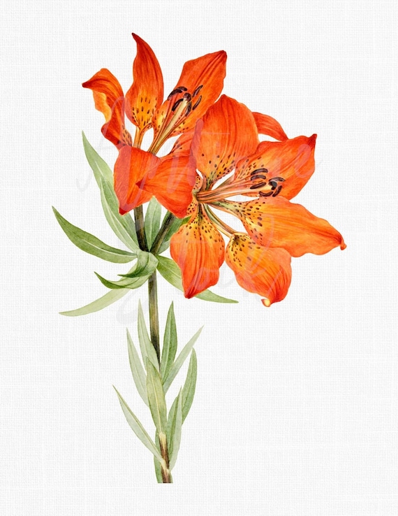 Flower Clipart Print orange Wood Lily Digital Etsy