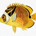 see more listings in the FISHES | SEA LIFE section