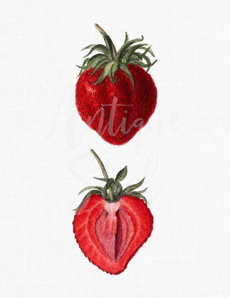 May include: Two watercolor illustrations of strawberries. The first strawberry is whole and red with green leaves. The second strawberry is cut in half, revealing the inside of the fruit.