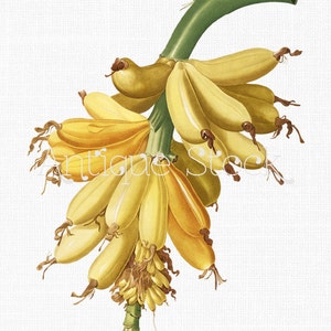 Clipart botanique png « Bananes » image à téléchargement immédiat pour découpage, scrapbooking, art mural, collages, créations en papier, cartes, faire-part...