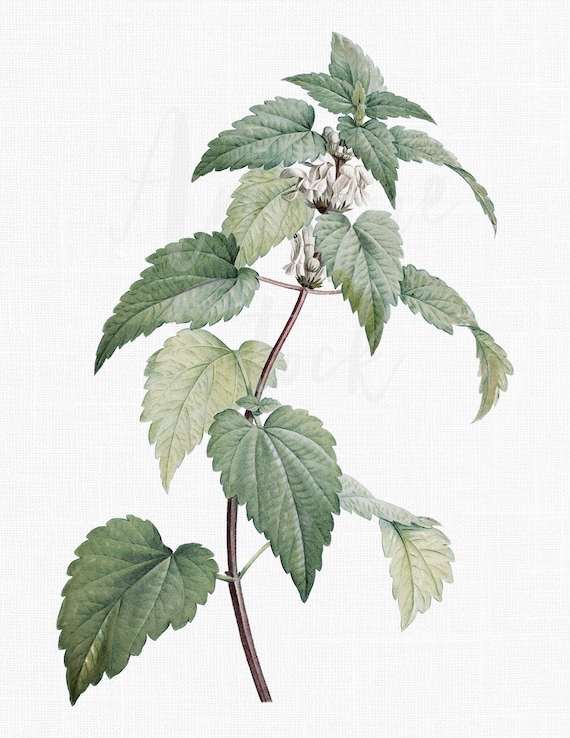 Herb Decor, Plant Clipart "white Dead-nettle" Botanical Illustration  Digital Download for Wall Art Prints, Invitations, Collages, Crafts... -  Etsy