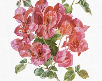 Watercolor Clip Art "Brazil Bougainvillea" Botanical Illustration Digital Download Image for Invitations, Crafts, Collages, Wall Art...