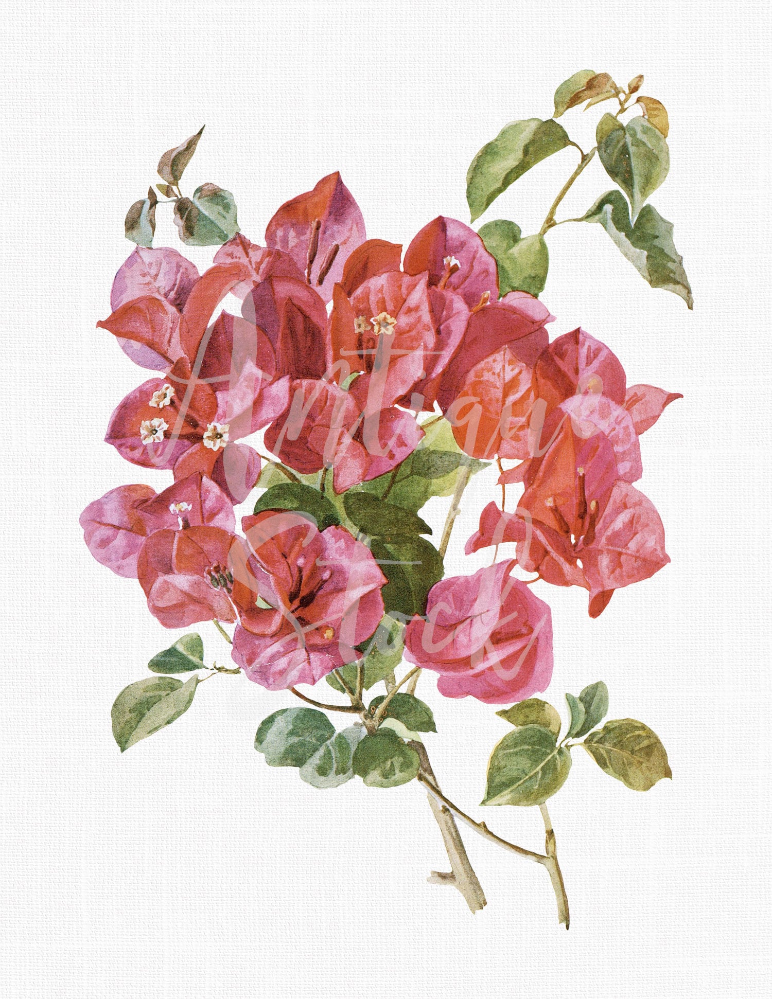 水彩クリップ アート「ブラジル ブーゲンビリア」植物イラスト