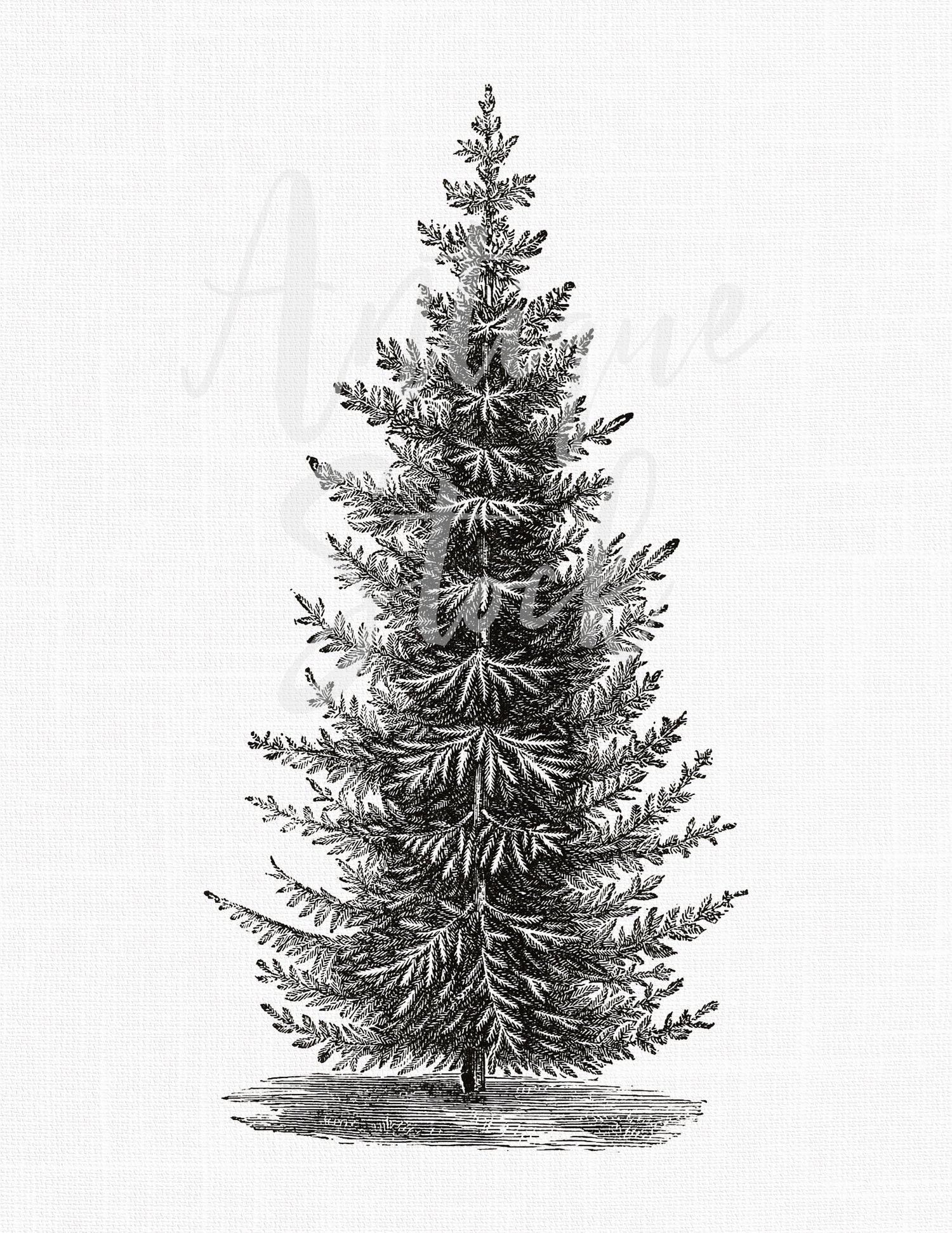 60565 Spruce Tree Drawing Images Stock Photos  Vectors  Shutterstock