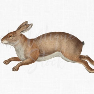 Animal Clipart "Trowbridge's Hare" Vintage Print Digital Download PNG & JPG Files for Collages, Wall Decor, Decoupage, Posters...