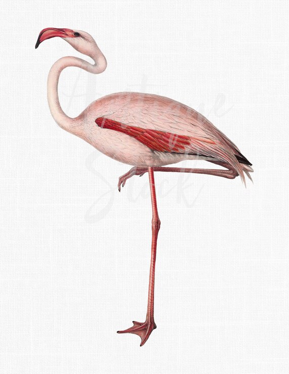 12x16 Bird Print "Common Flamingo" Printable Clipart Images for Crafts, Wall Art Prints, Collages...