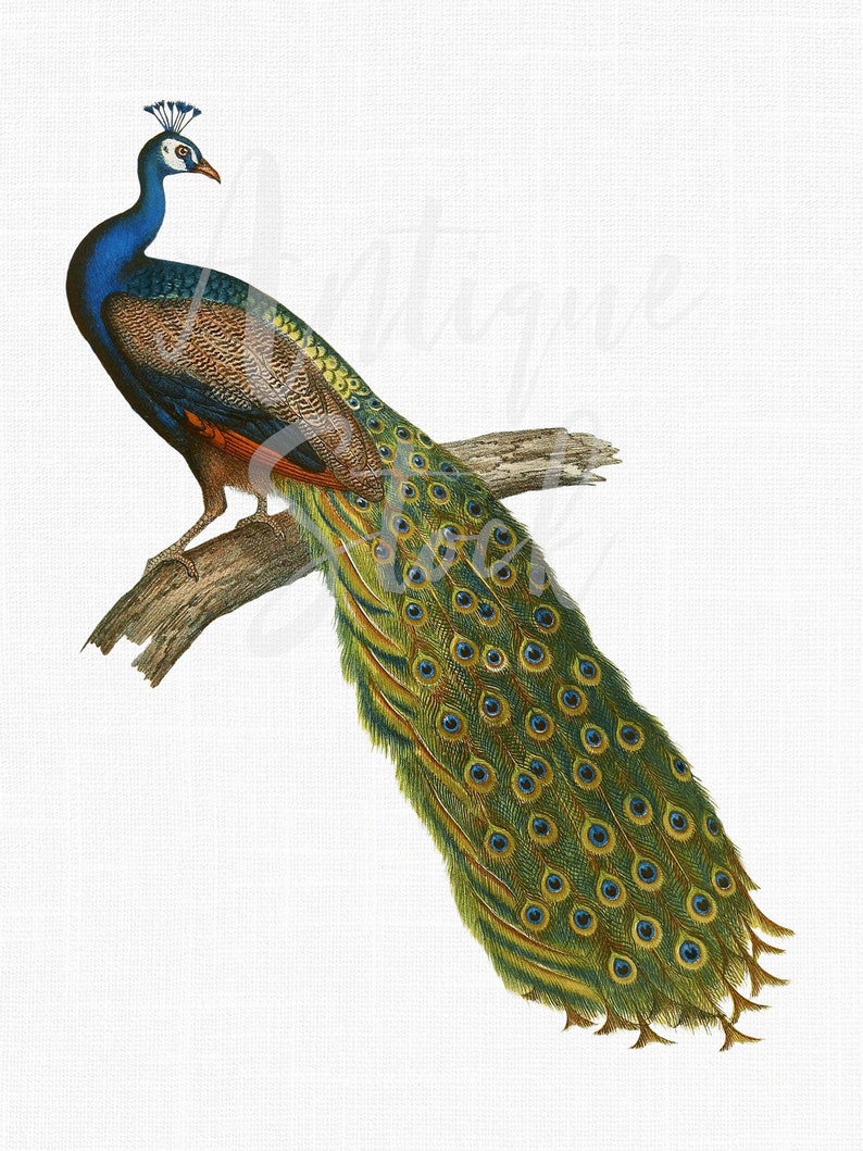 Bird Clip Art Vintage Peacock Image Indian Peafowl Digital Download Illustration for Scrapbooking, Collages, Invitations, Card Making... image 1