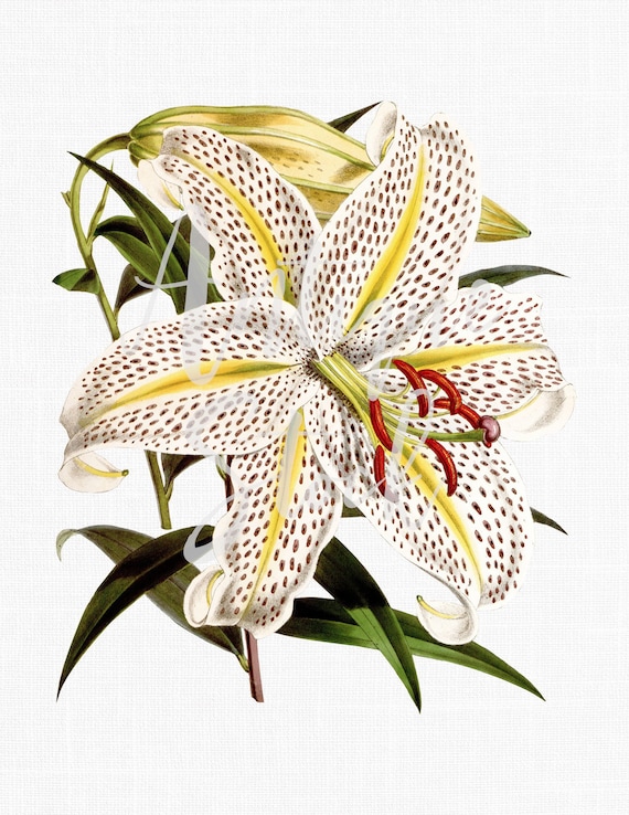ユリの花のクリップアート「Golband Lily」植物イラスト、招待状