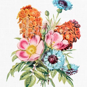 Botanischer Digital Download "Blaue Flasche, Hundsrose & Gartenanemone" Transparentes Hintergrundbild für Sublimation, Collagen, Wandkunst..."