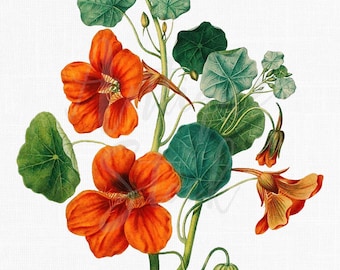 Transparent PNG Flower Botanical Illustration, Instant Download JPG