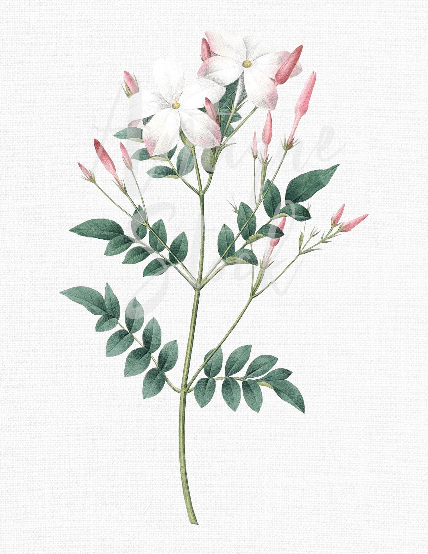 Digital Jasmine Flowers Image spanish Jasmine Instant Download for