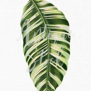 "Vintage Clipart ""Bananenblatt"" botanische Illustration Kunst digitaler Download Bild für Einladungen, Scrapbook, Drucke, Collagen, Kunsthandwerk ..."
