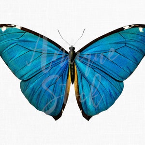 Clipart de borboleta azul "Adonis Morpho" Ilustração para download digital para impressão para convites, decupagem, artesanato em papel, design gráfico...