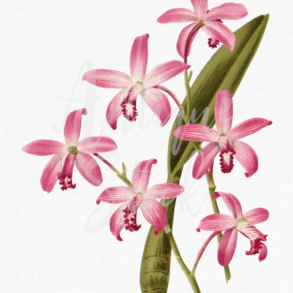 Orchid Clipart, Botanical Illustration, PNG / JPG Digital Download "Curly Lipped Laelia" Image for Wedding Invitations, Crafts, Collages...
