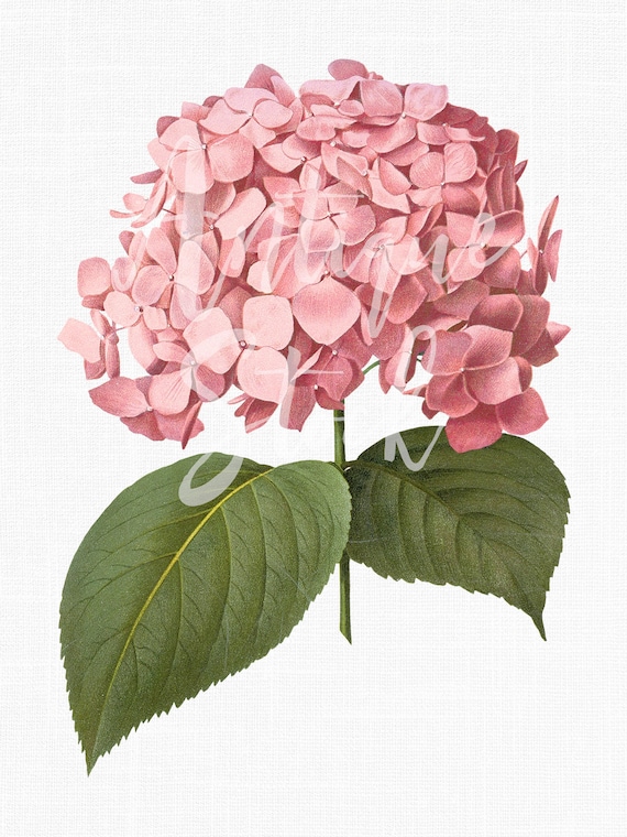 Flower Clipart pink Big Leaf Hydrangea Botanical | Etsy India