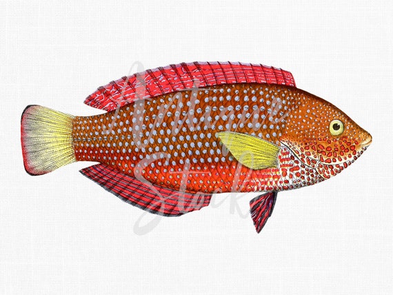 Digital Download Image Printable Fish Clipart PNG / JPG | Etsy