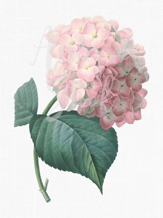12x16 アジサイの植物イラスト、クリップアート アジサイ「ピンク