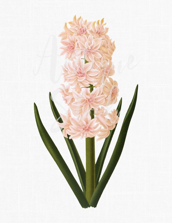 Flower Clipart Pink Hyacinth Botanical Etsy