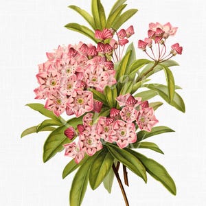 Illustration vintage fleurs roses impression, téléchargement immédiat de cliparts floraux imprimables, usage commercial, laurier des montagnes
