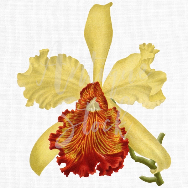 Flower Clip Art "Yellow Cattleya" Digital Vintage Botanical Drawing for Collages, Tags, Scrapbook, Prints, Invitations...