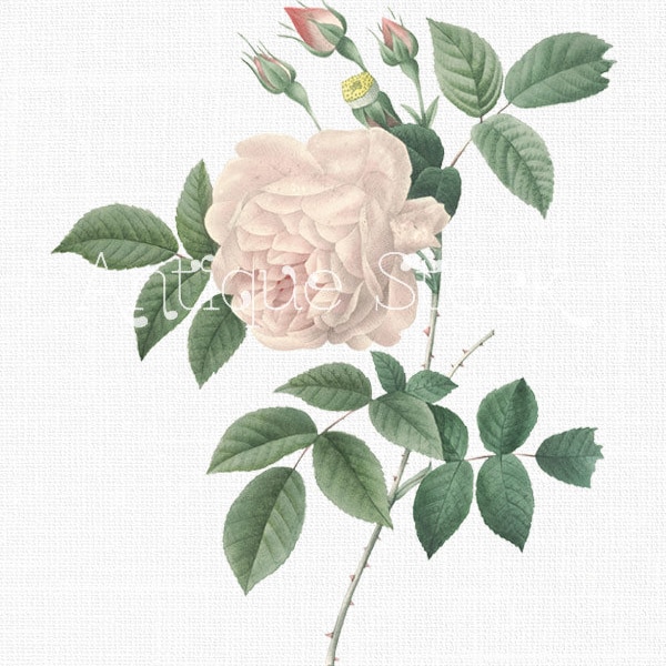 Pink Rose Clip Art "China Rose" Digital Download Image for Scrapbooking, Paper Craft, Cards, Design, Collages, Wall Art...