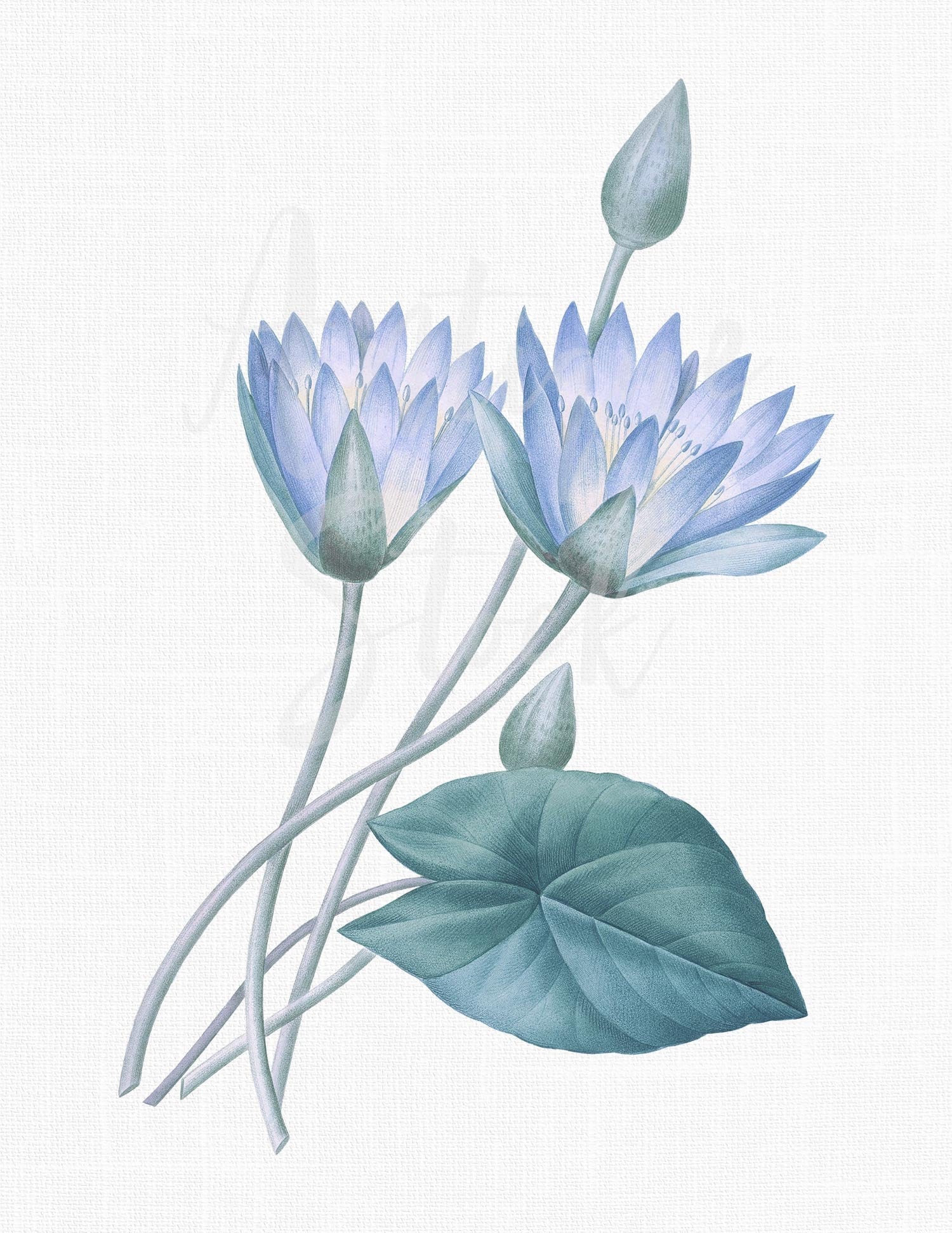 Flower Clipart Blue Lotus Botanical Illustration Etsy Flower Clipart Blue Lotus Botanical Illustration Etsy