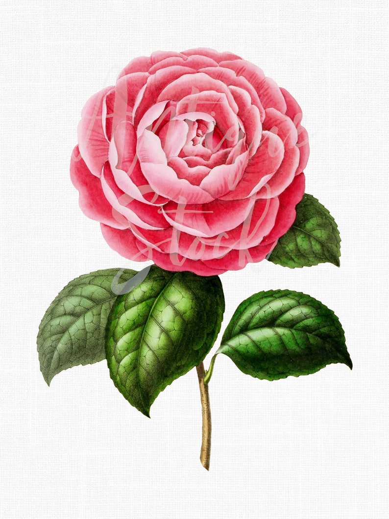 Clipart fiore rosa, illustrazione botanica, download digitale Duc de Bretagne Camellia immagine stampabile per scrapbook, decoupage... immagine 1