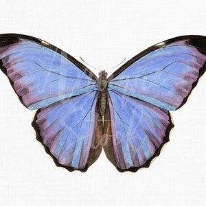 Clipart di farfalla "Menelaus Blue Morpho" Illustrazione digitale vintage, stampabile e scaricabile per collage, decorazioni murali, decoupage, poster...
