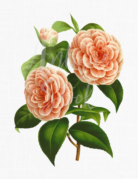 Vintage Camellia Flower Clipart Digital Download Antique Illustration PNG + JPG Images