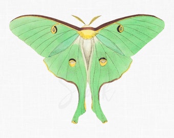 Butterfly Sublimation Image PNG + JPG Files "Luna Moth" Printable Instant Download for Collages, Wall Art Prints, Invitations...