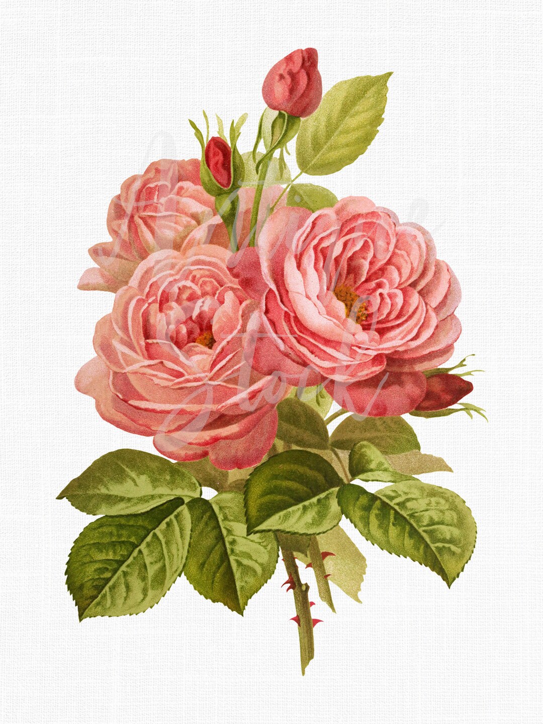 Pink Rose Clipart, Digital Image Instant Download rose La Vierzonnaise