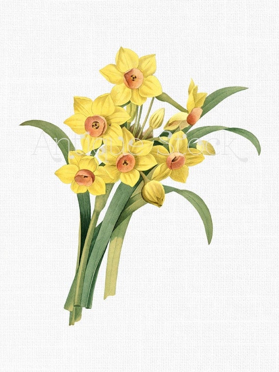 Fleurs de Narcisse Illustration botanique Jonquilles jaunes - Etsy France