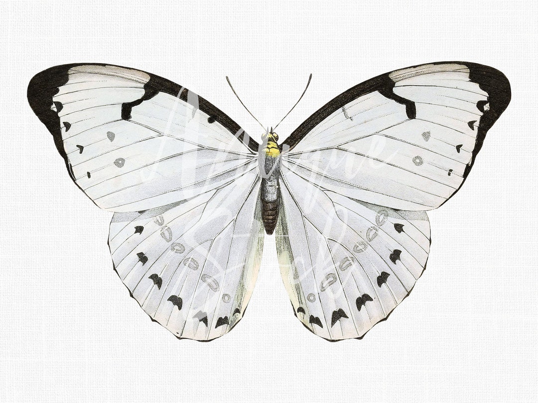 Butterfly Clipart "white Morpho" Vintage Print Digital Download PNG and JPG Files for Collages ...