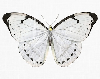 Vlinder clipart "White Morpho" vintage print digitale download png- en jpg-bestanden voor collages, wanddecoratie, decoupage, posters...