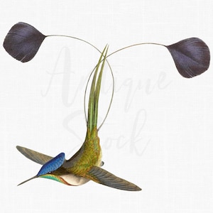 Fliegender Vogel Clipart, Kolibri Vintage Illustration ""Marvellous Spatuletail"" Download Bild für Druck, Scrapbook, Collagen, Basteln ..."