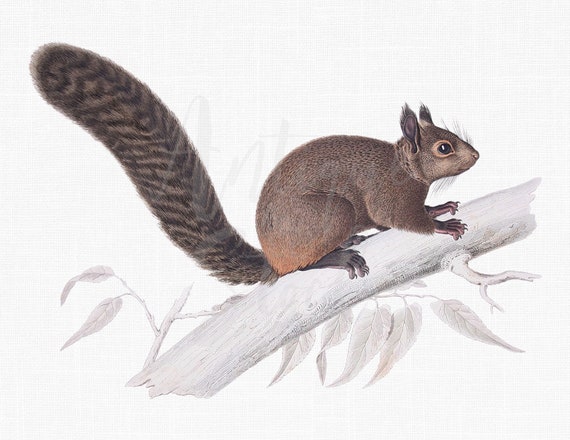 Watercolor Png Squirrel Transparent Background Etsy Hong Kong