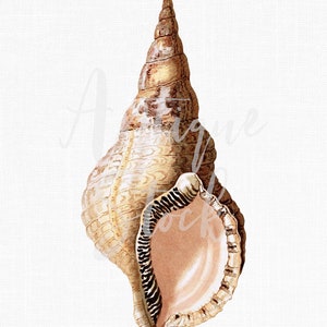 Seashell Clip Art, Printable Vintage Art "Giant Triton Shell"  Digital Download Image for Scrapbook, Decoupage...