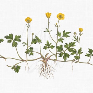 Decoración de hierbas, clipart de planta "Ranunculus repens", ilustración botánica, descarga digital para impresiones de arte mural, invitaciones, collages, manualidades...