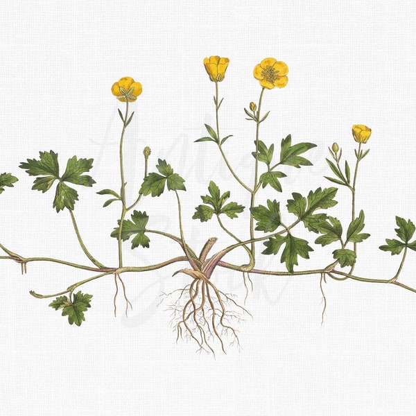 Herb Decor, Plant Clipart "Ranunculus Repens" Botanical Illustration Digital Download for Wall Art Prints, Invitations, Collages, Crafts...
