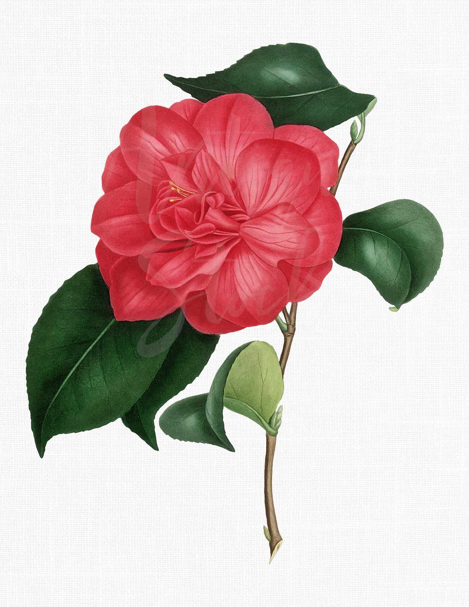 PNG Flower Clipart camellia Lansezeuriana Digital Download Botanical
