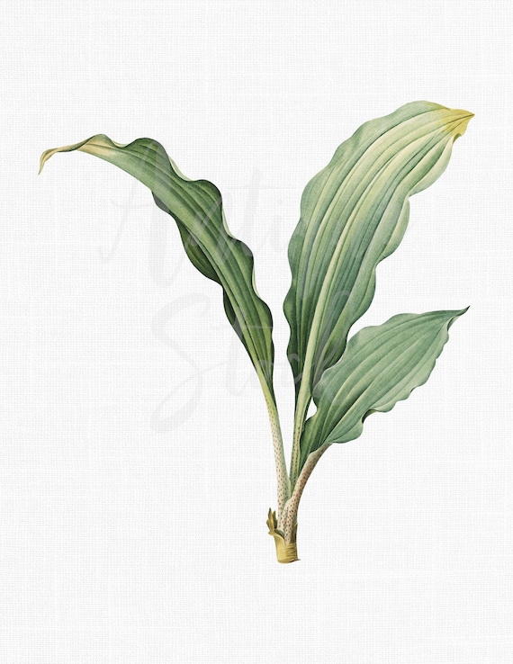 Plant Clipart paintbrush Lily Leaves Digital Etsy New Zealand