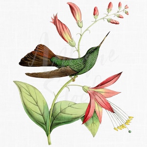 Illustrazione dell'uccello "Plumeleteer dai piedi rossi" stampabile digitale colibrì, download istantaneo per collage, inviti, artigianato, cartoline...
