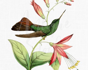 Hummingbird Digital Printable "Red-footed Plumeleteer" Bird Illustration, Instant Download for Collages, Invitations, Crafts, Cards...