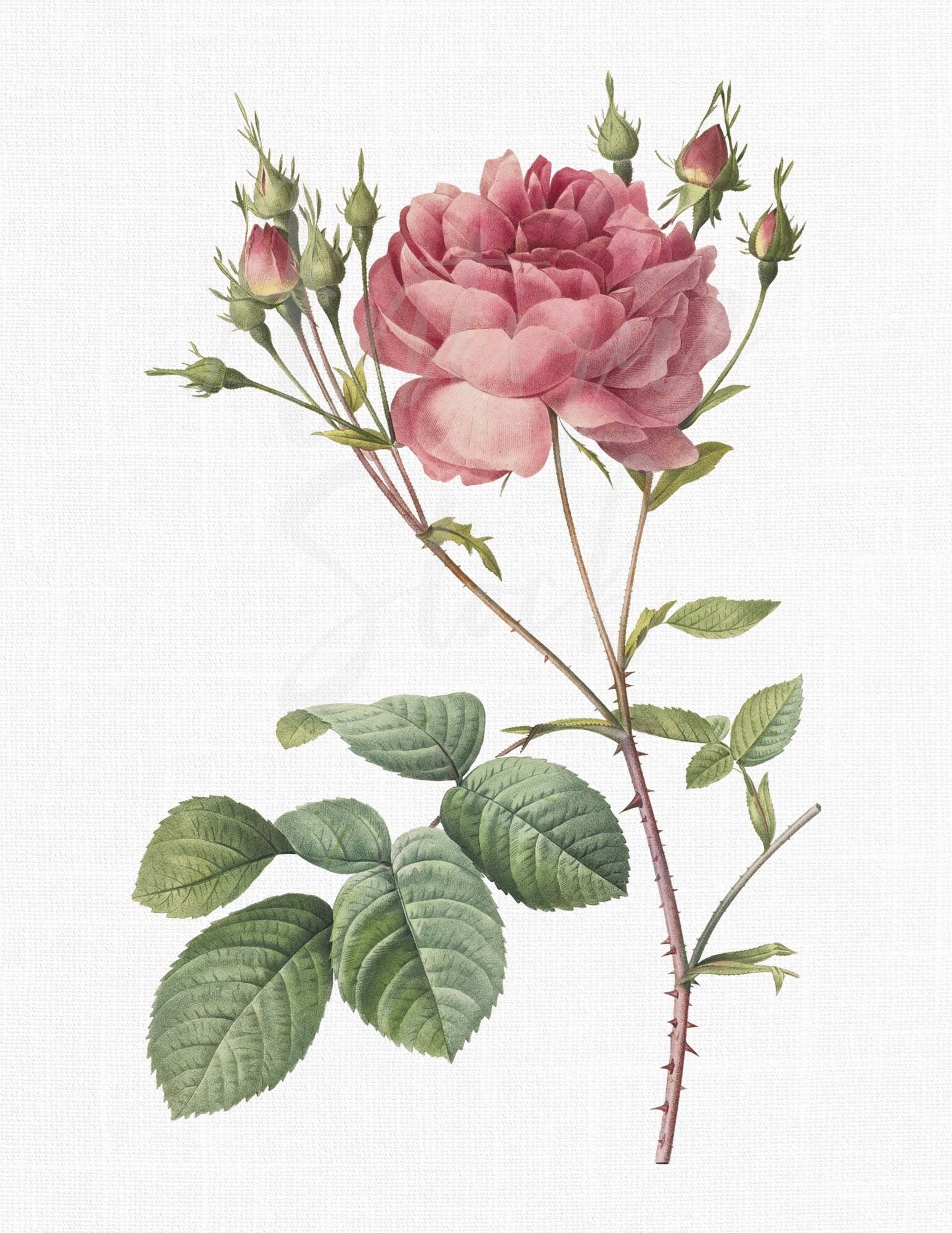 Rose Flower Drawing png download - 1280*640 - Free Transparent Shrub png  Download. - CleanPNG / KissPNG